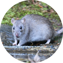 害虫・害獣の発生