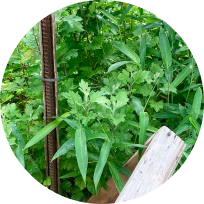 庭木・雑草の繁茂